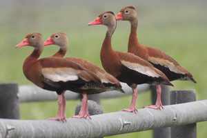 Participaciones preferentes, depósitos estructurados y otras joyas bancarias